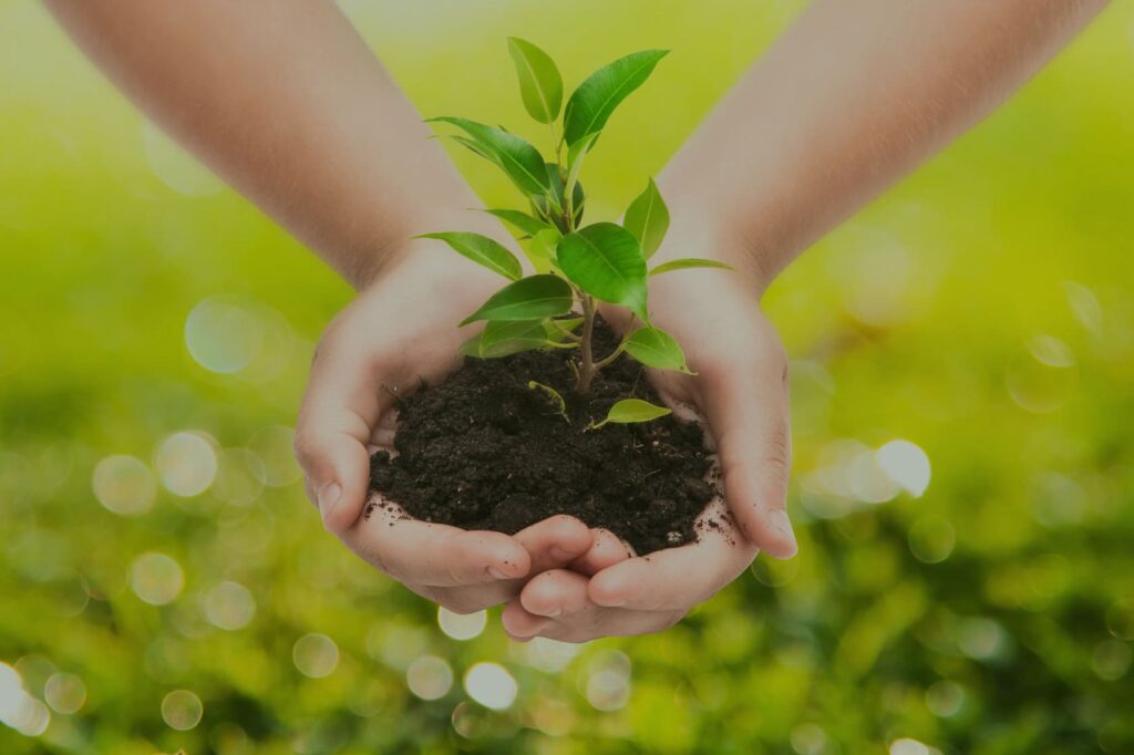 Hands holding a clump of dirt with a small plant growing out of it